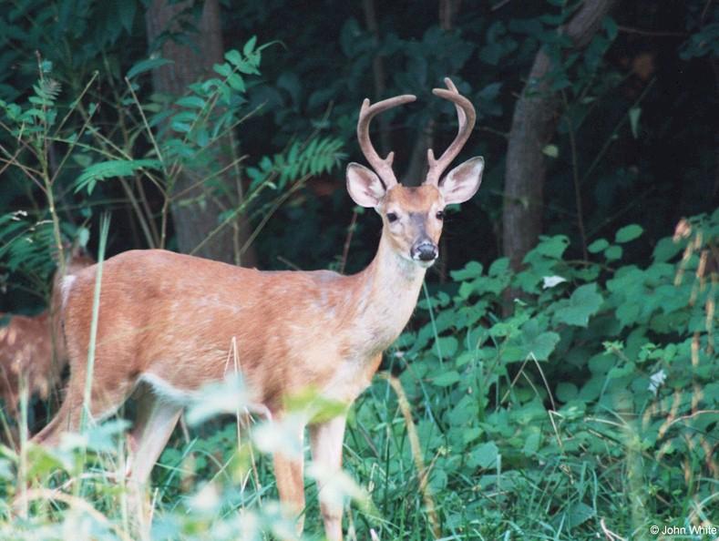 White-tailed Deer006-by John White.jpg