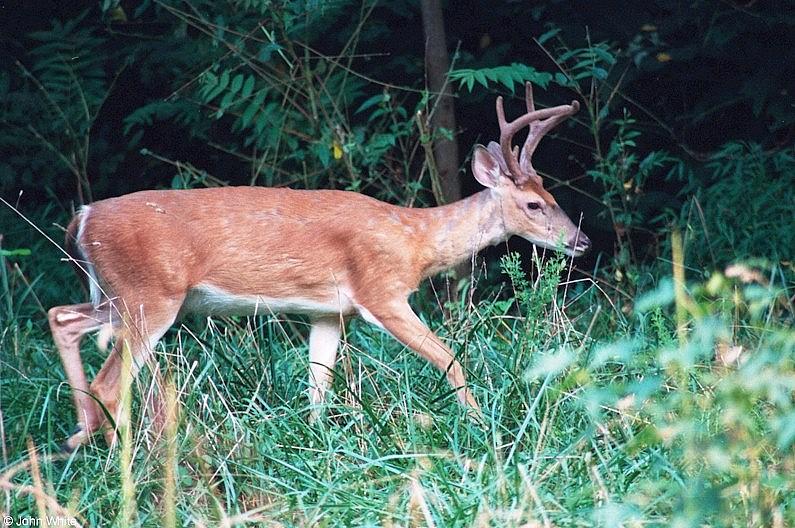 White-tailed Deer007-by John White.jpg