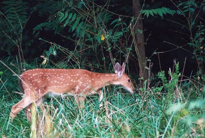 White-tailed Deer008-by John White.jpg