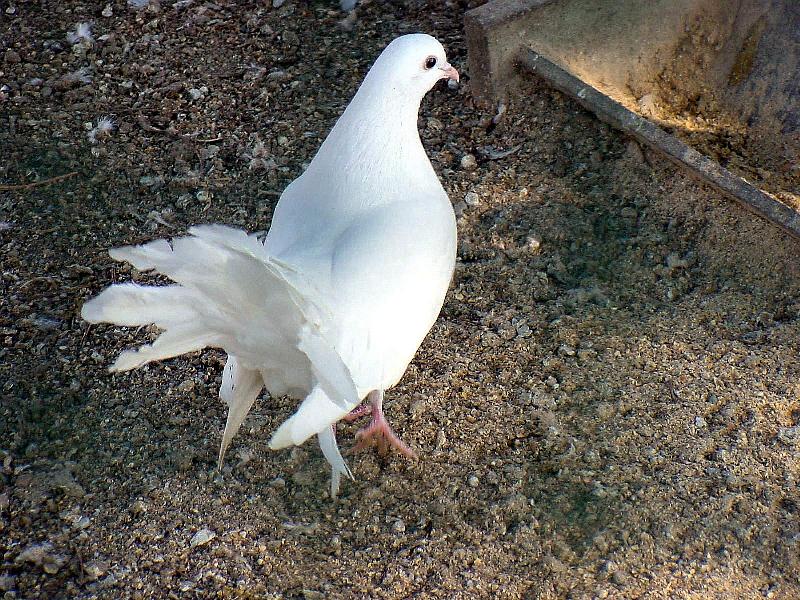 White Fantail Pigeon JS001-by Jinsuk Kim.jpg