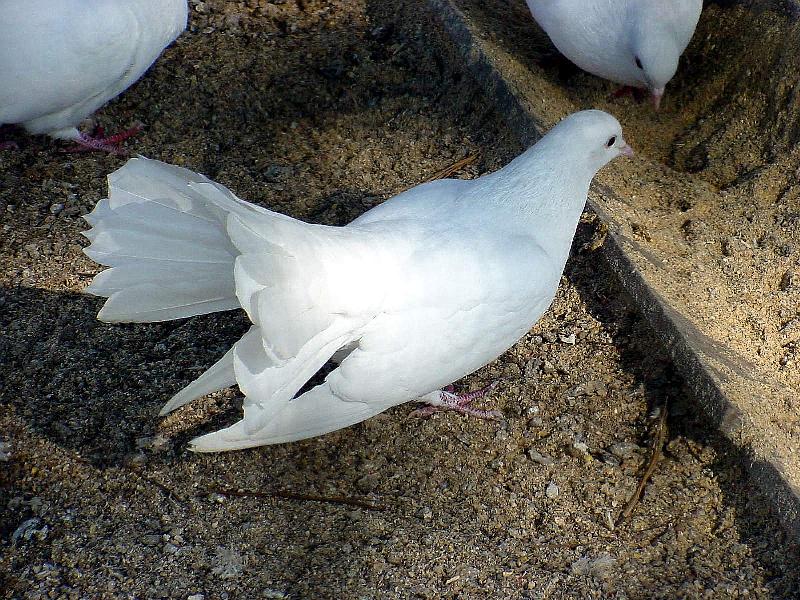 White Fantail Pigeon JS002-by Jinsuk Kim.jpg