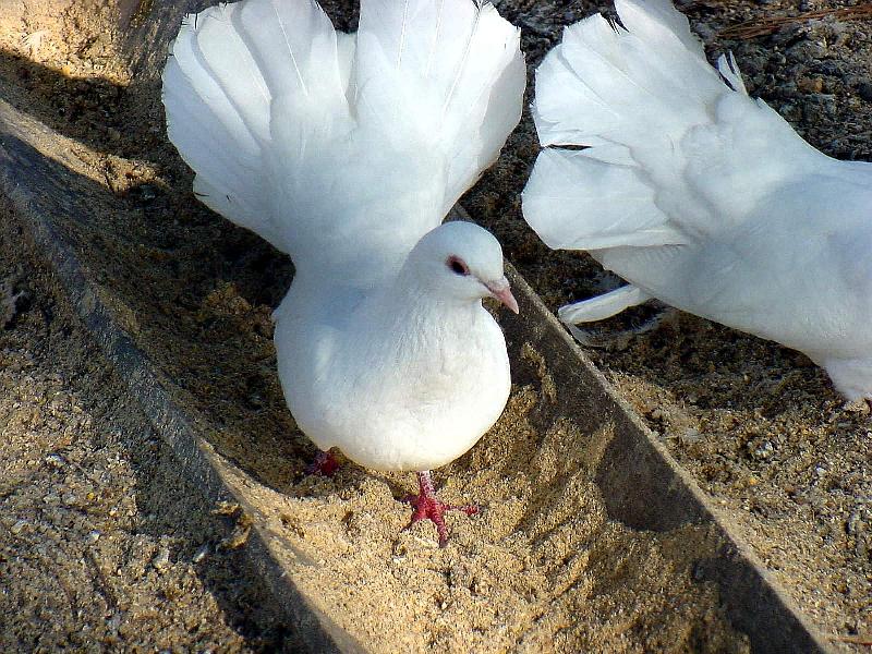 White Fantail Pigeon JS003-by Jinsuk Kim.jpg