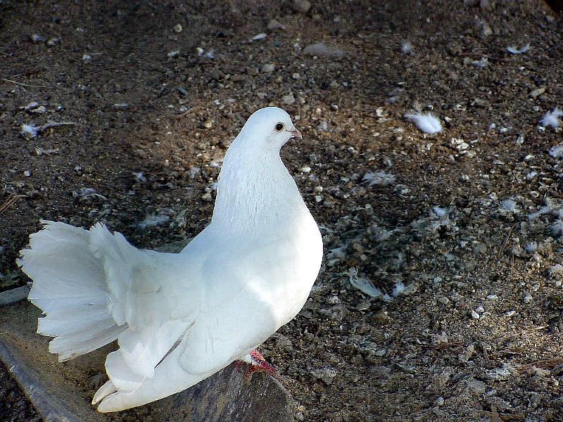 White Fantail Pigeon JS004-by Jinsuk Kim.jpg