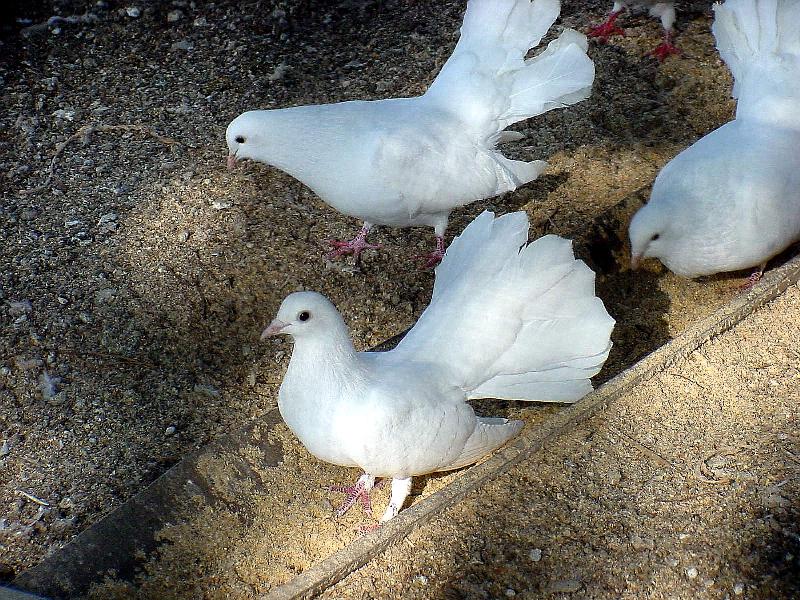 White Fantail Pigeon JS005-by Jinsuk Kim.jpg