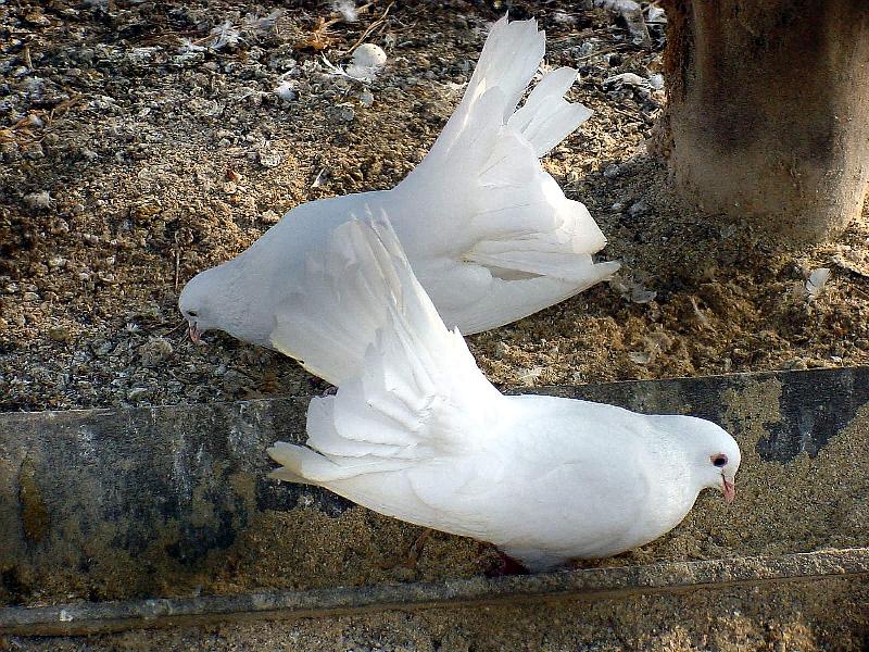 White Fantail Pigeon JS006-by Jinsuk Kim.jpg
