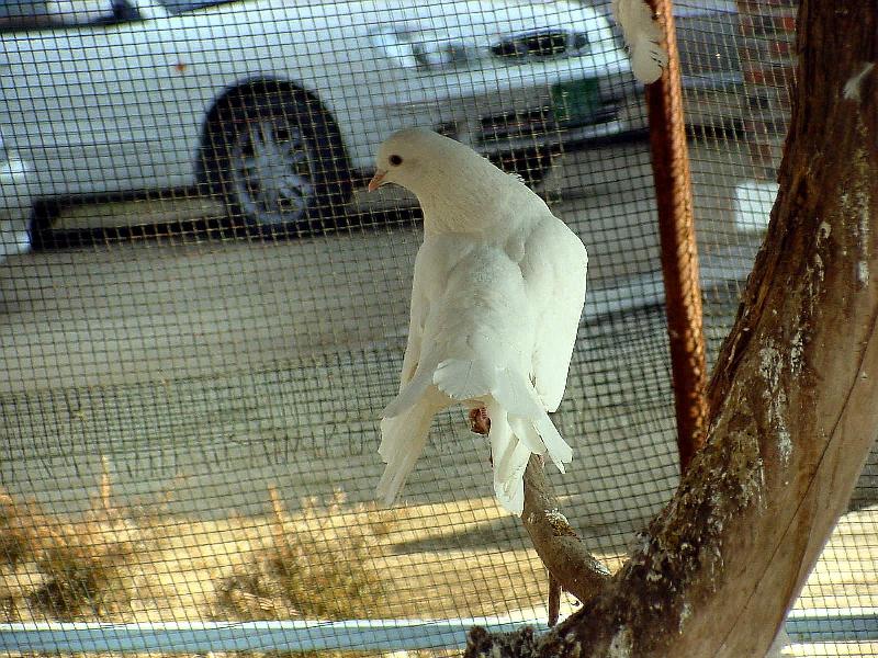 White Fantail Pigeon JS007-by Jinsuk Kim.jpg