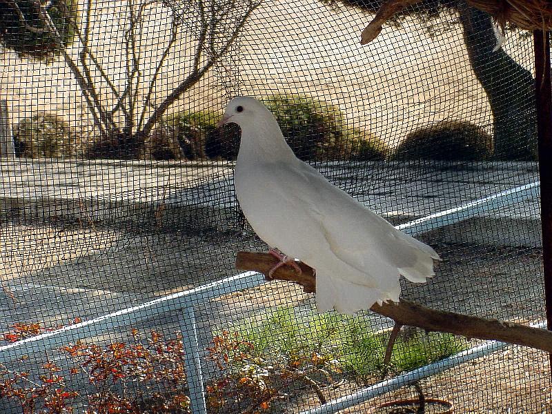 White Fantail Pigeon JS008-by Jinsuk Kim.jpg