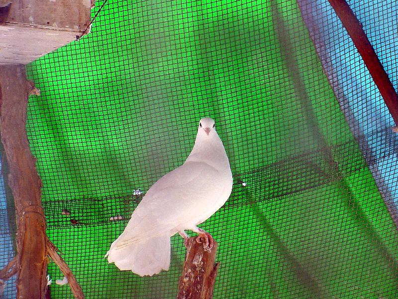 White Fantail Pigeon JS009-by Jinsuk Kim.jpg