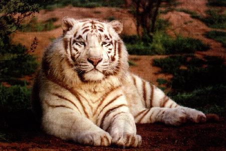 White tiger05-by Danny Torrelli.jpg