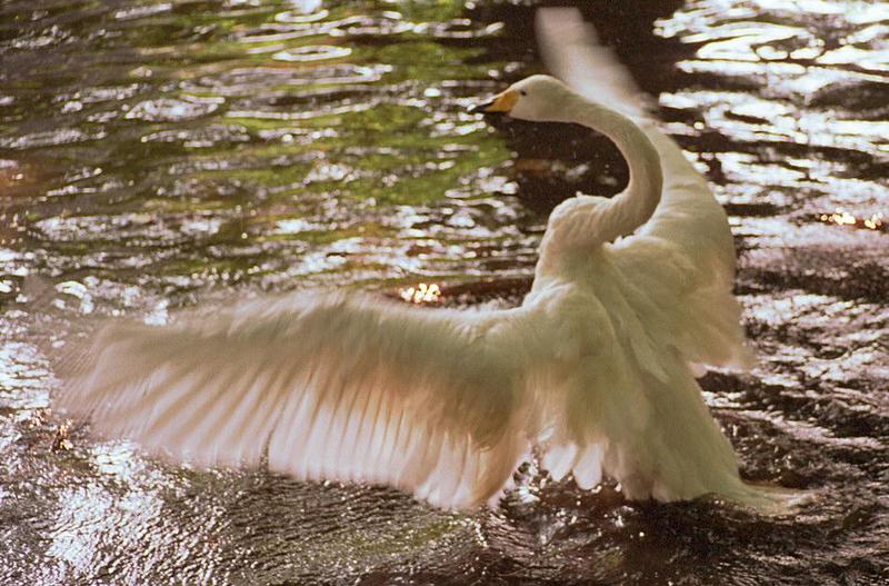 Whoopswan001-Whooper Swan-by Ralf Schmode.jpg