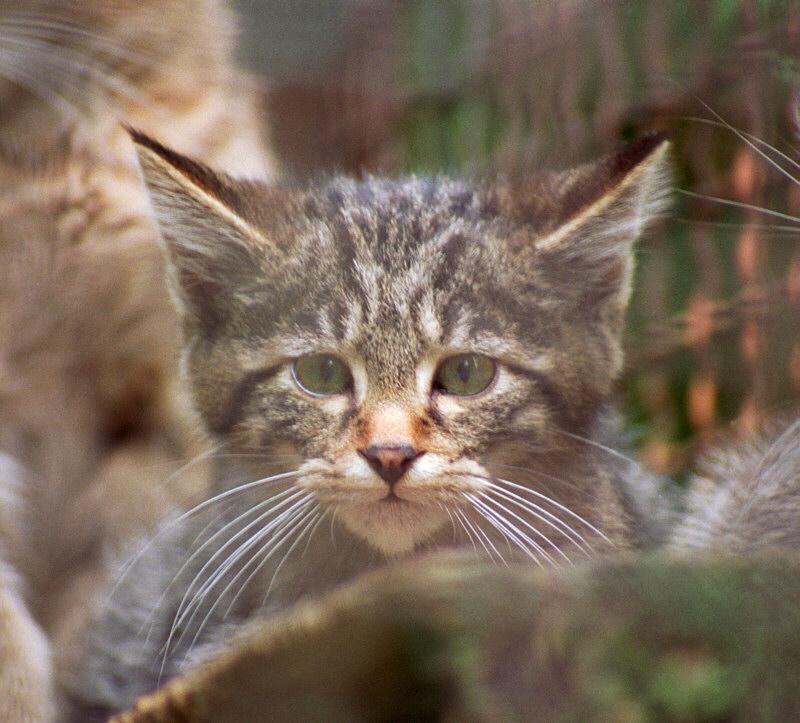 Wildkitty001-European Wildcat-kitten-by Ralf Schmode.jpg
