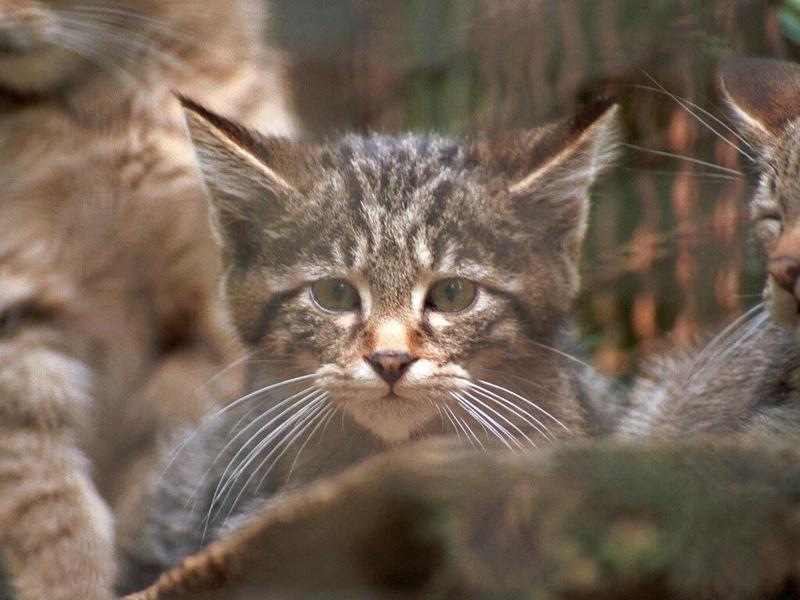 Wildkitty 1024-European Wildcat-kitten-by Ralf Schmode.jpg