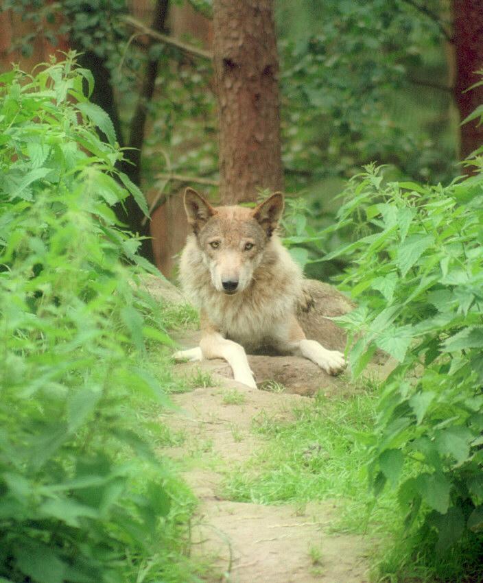 Wolf009-European Gray Wolf from Schwarze Berge Animal Park-by Ralf Schmode.jpg
