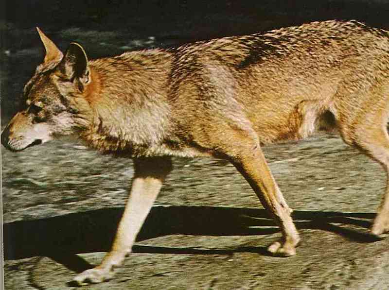Wolf01TR-Gray Wolf-by Trudie Waltman.jpg