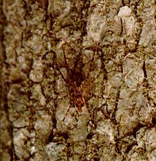 WolfSpider01-DownTree-by S Thomas Lewis.jpg