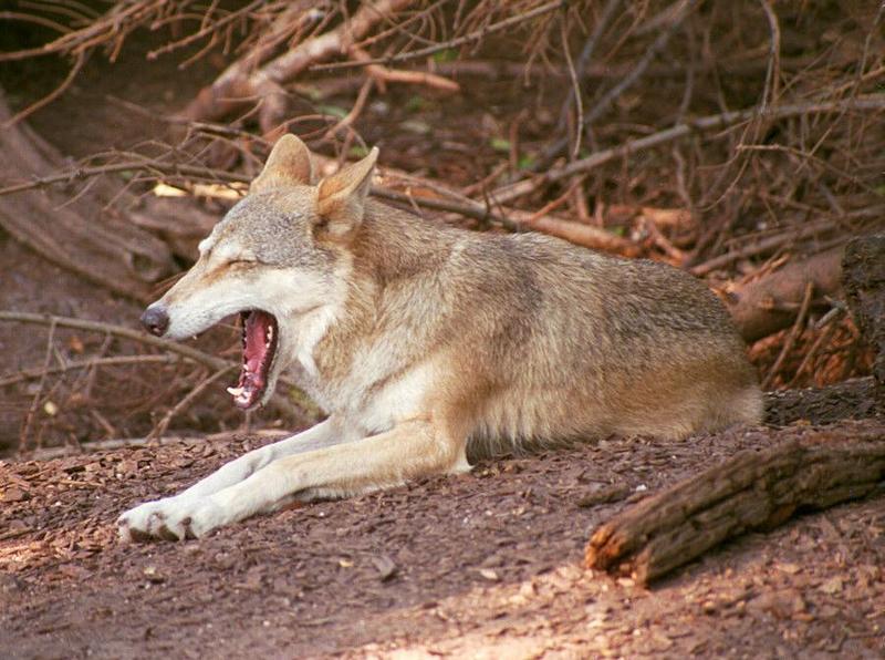 Yawnwolf001-Gray Wolf-Copenhagen Zoo-by Ralf Schmode.jpg