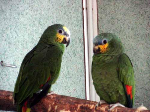 a0001-Orange-winged Amazon parrots-by Doris Widtmann.jpg