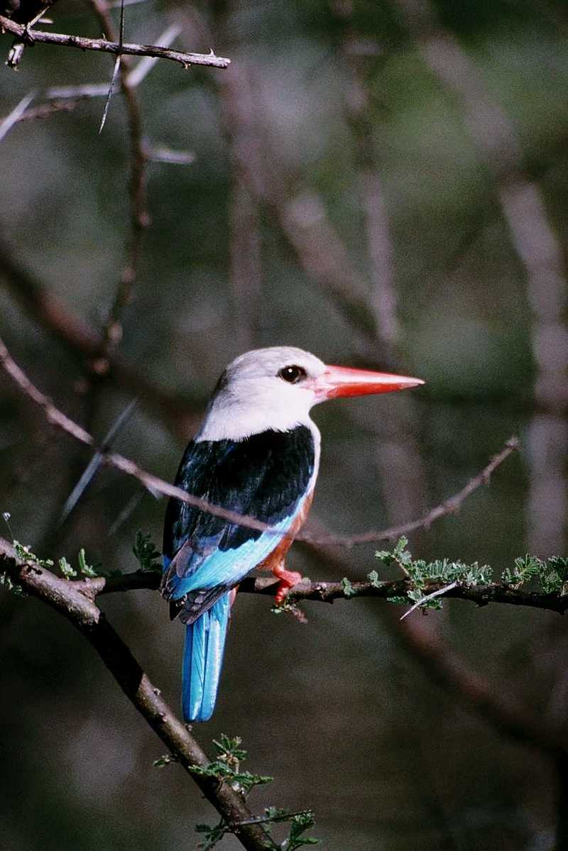 abo50335-Gray-headed Kingfisher.jpg