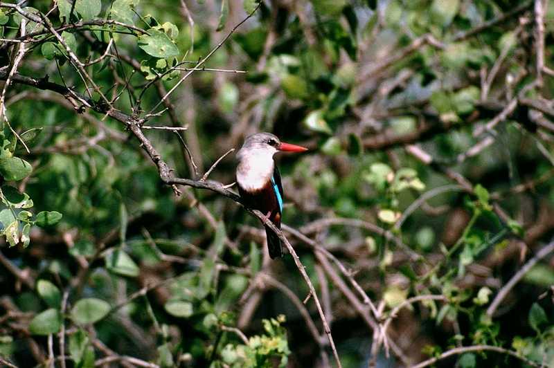 abo50338-Gray-headed Kingfisher.jpg