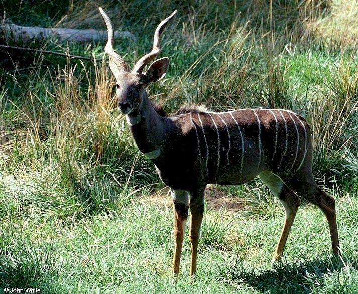 antelope-Lesser Kudu-by John White.jpg