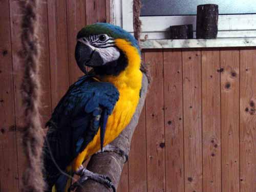 b002-Blue and Gold Macaw-by Doris Widtmann.jpg