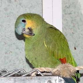 b003-Orange-winged Amazon parrot-by Doris Widtmann.jpg