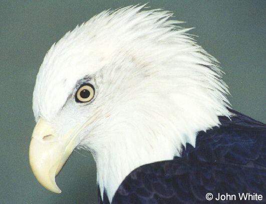 b eagle1-Bald Eagle-face closeup-by John White.jpg