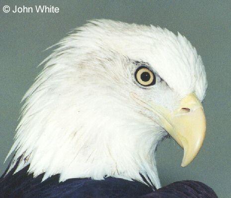 b eagle3-Bald Eagle-face closeup-by John White.jpg