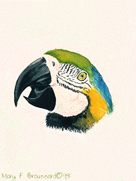 bluemac-Blue and gold Macaw-head.gif