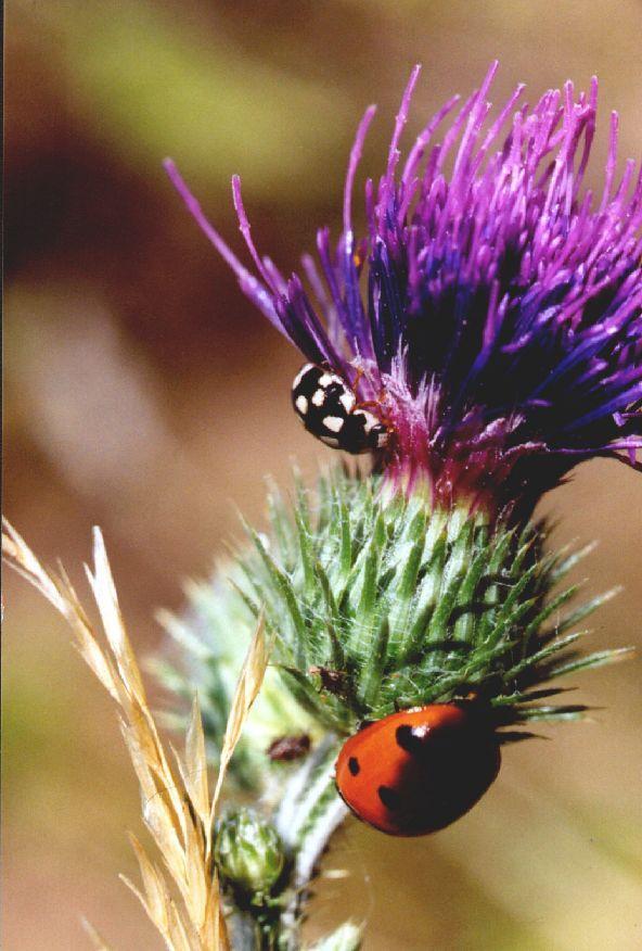 bw bug-Seven-spotted Ladybug-and-an unidentified bug-by Eduardo Sabal.jpg