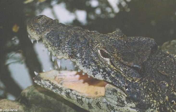 cccroc-Cuban Crocodile-by John White.jpg