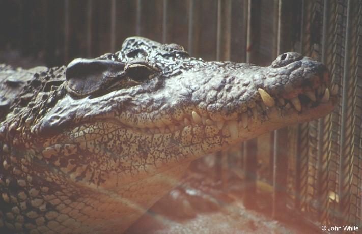 ccroc1-Cuban Crocodile-by John White.jpg