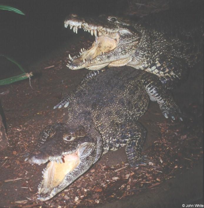 ccroc10-Cuban Crocodiles-by John White.jpg