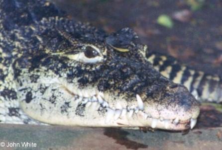 ccroc1 1-Cuban Crocodiles-by John White.jpg
