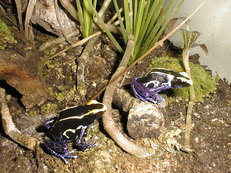 cob-Dyeing Poison Dart Frogs-Michael Shrom.jpg