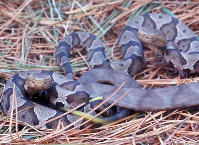copp11-Copperhead Snake-juvenile-by John White.jpg