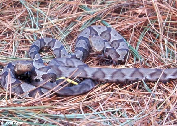 copp12-Copperhead Snake-juvenile-by John White.jpg