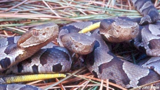copp7-Northern Copperhead Snakes-juveniles-by John White.jpg