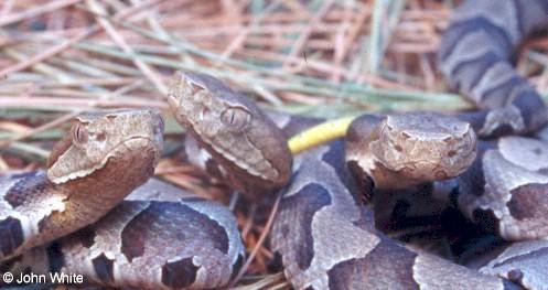 copp8-Northern Copperhead Snakes-juveniles-by John White.jpg