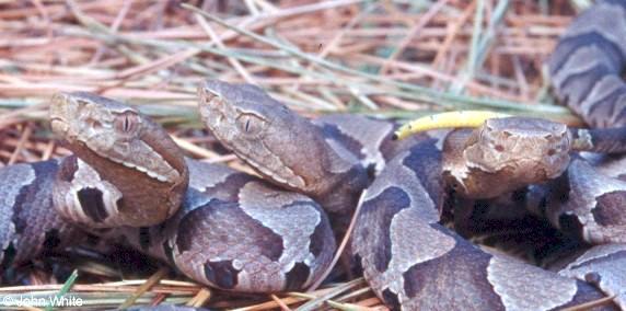 copp9-Northern Copperhead Snakes-juveniles-by John White.jpg