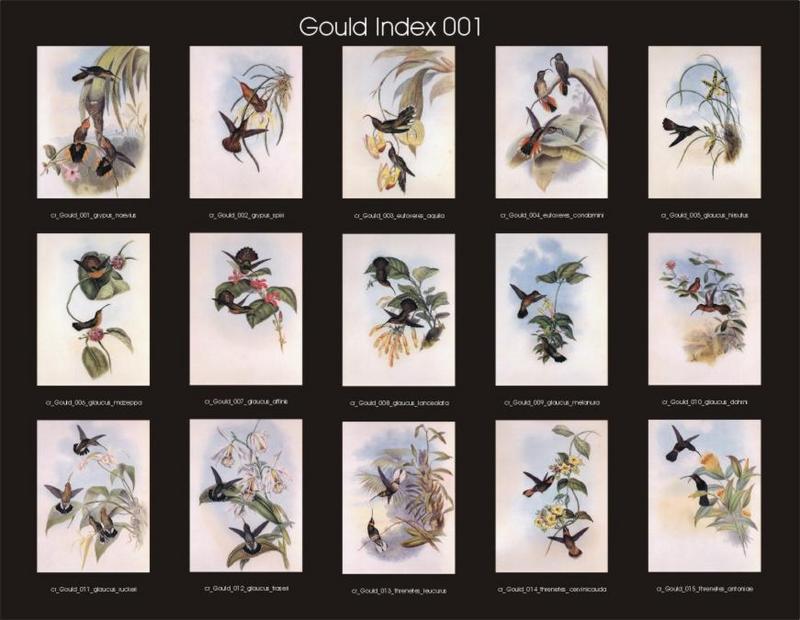 cr Gould 000 index 001 r-Hummingbirds.jpg