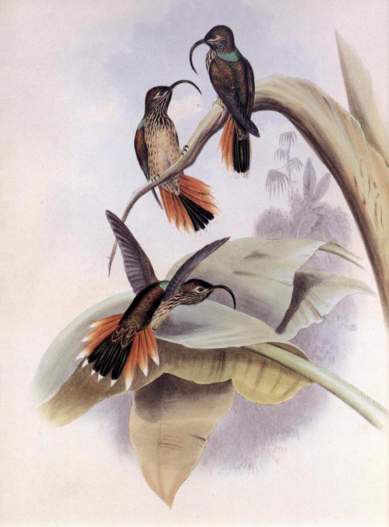 cr Gould 004 Eutoxeres condamini r-Condamine Sicklebill Hummingbirds.jpg