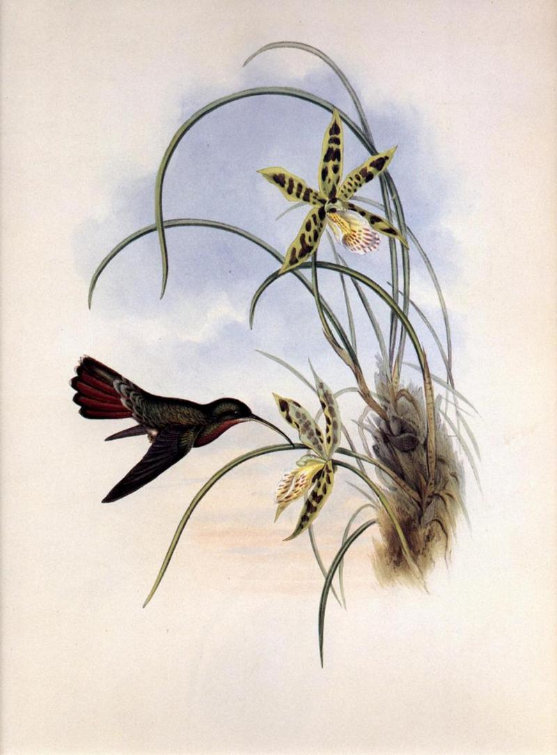 cr Gould 005 Glaucis hirsutus r-Hairy Hermit Hummingbirds.jpg