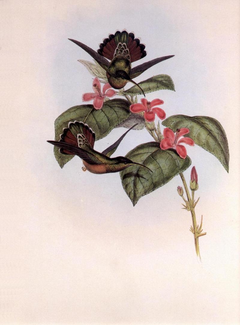 cr Gould 007 Glaucis affinis r-Allied Hermit Hummingbirds.jpg