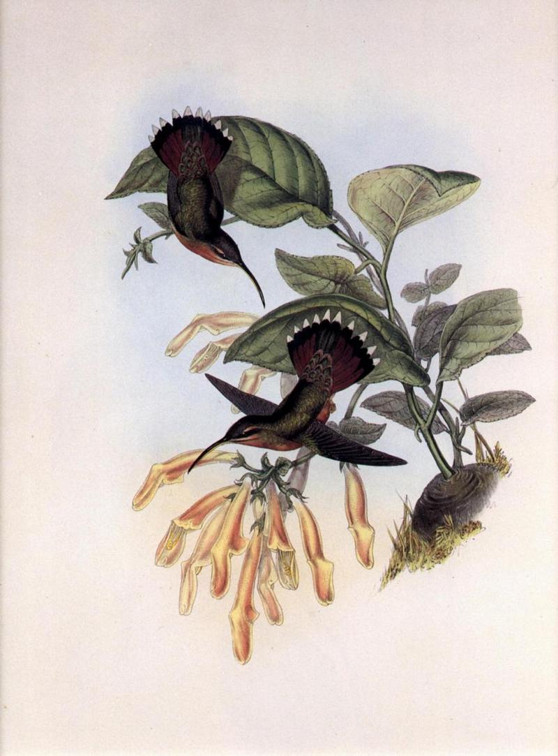 cr Gould 008 Glaucis lanceolata r-Lanceolate Hermit Hummingbirds.jpg