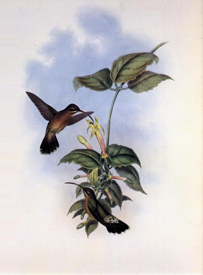cr Gould 009 Glaucis melanura r-Black-tailed Hermit Hummingbirds.jpg