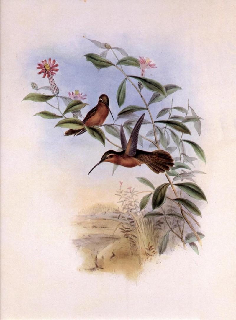 cr Gould 010 Glaucis dohrni r-Dohrns Hermit Hummingbirds.jpg