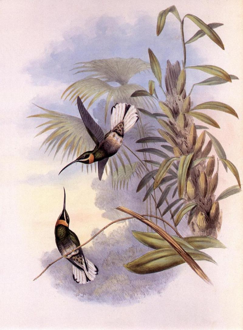 cr Gould 013 Threnetes leucurus r-Pale-tailed Barbthroat Hummingbirds.jpg