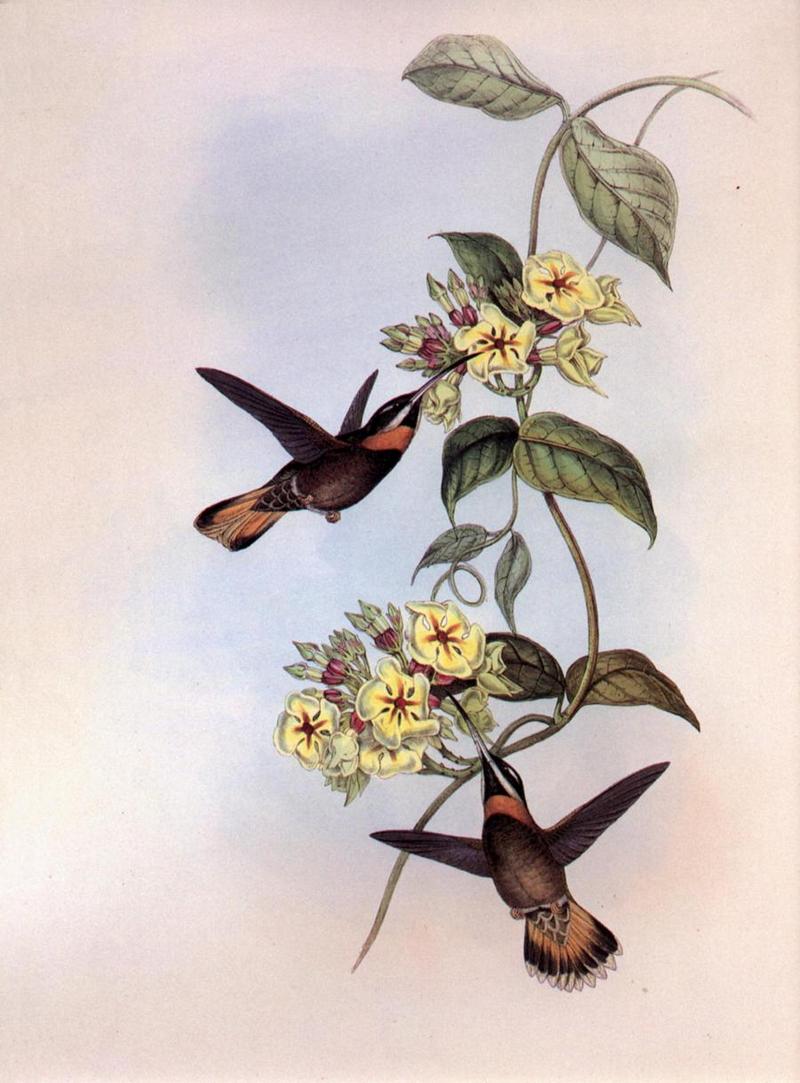 cr Gould 014 Threnetes cervinicauda r-Fawn-tailed Barbthroat Hummingbirds.jpg