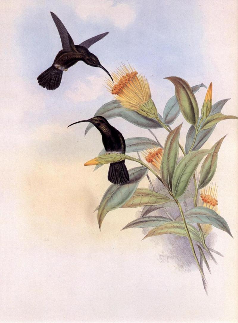 cr Gould 015 Threnetes antoniae r-Sooty Barbthroat Hummingbirds.jpg
